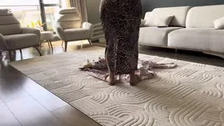 Fatma ile Her Telden @türbanlıtemizlikevhanımı  Kanalından ifşa videoları Part 3